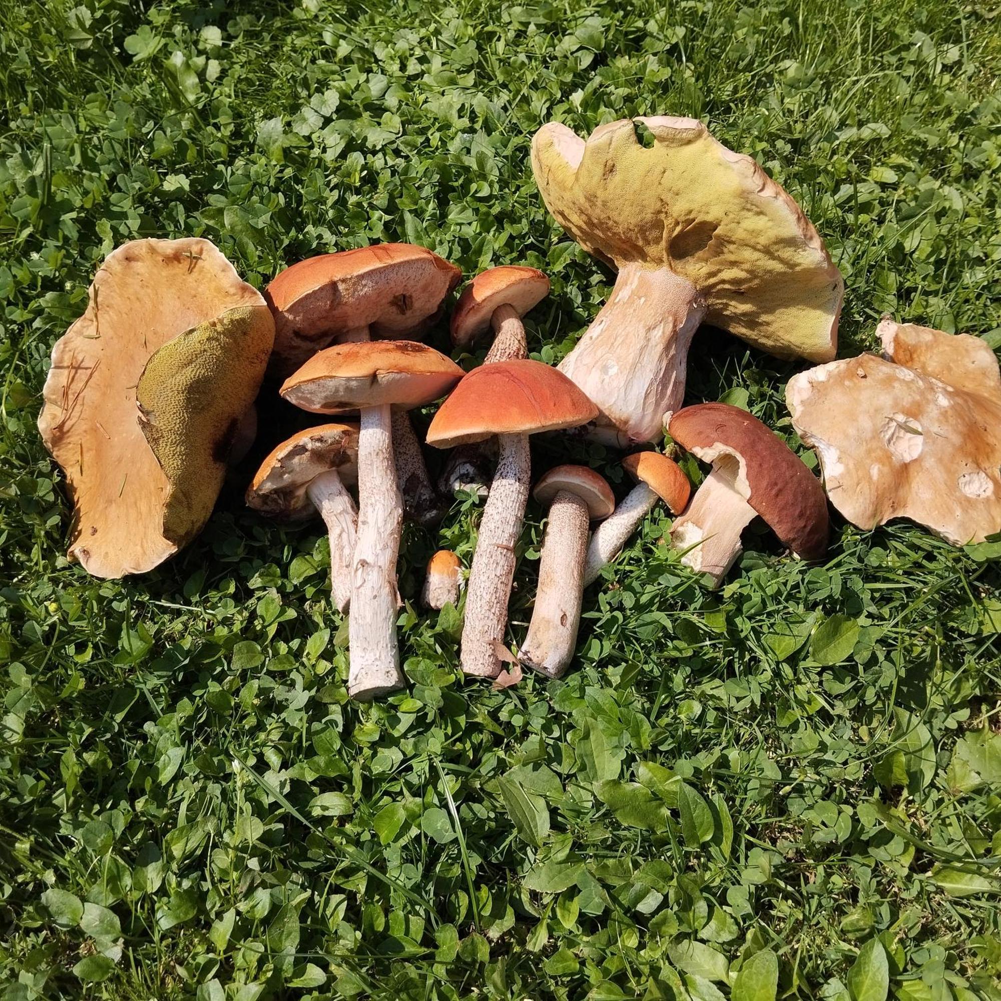 Agroturystyka Chata Za Wsia Uscie Gorlickie Exterior photo